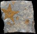 Starfish (Petraster?) & Edrioasteroids - Ordovician #41553-1